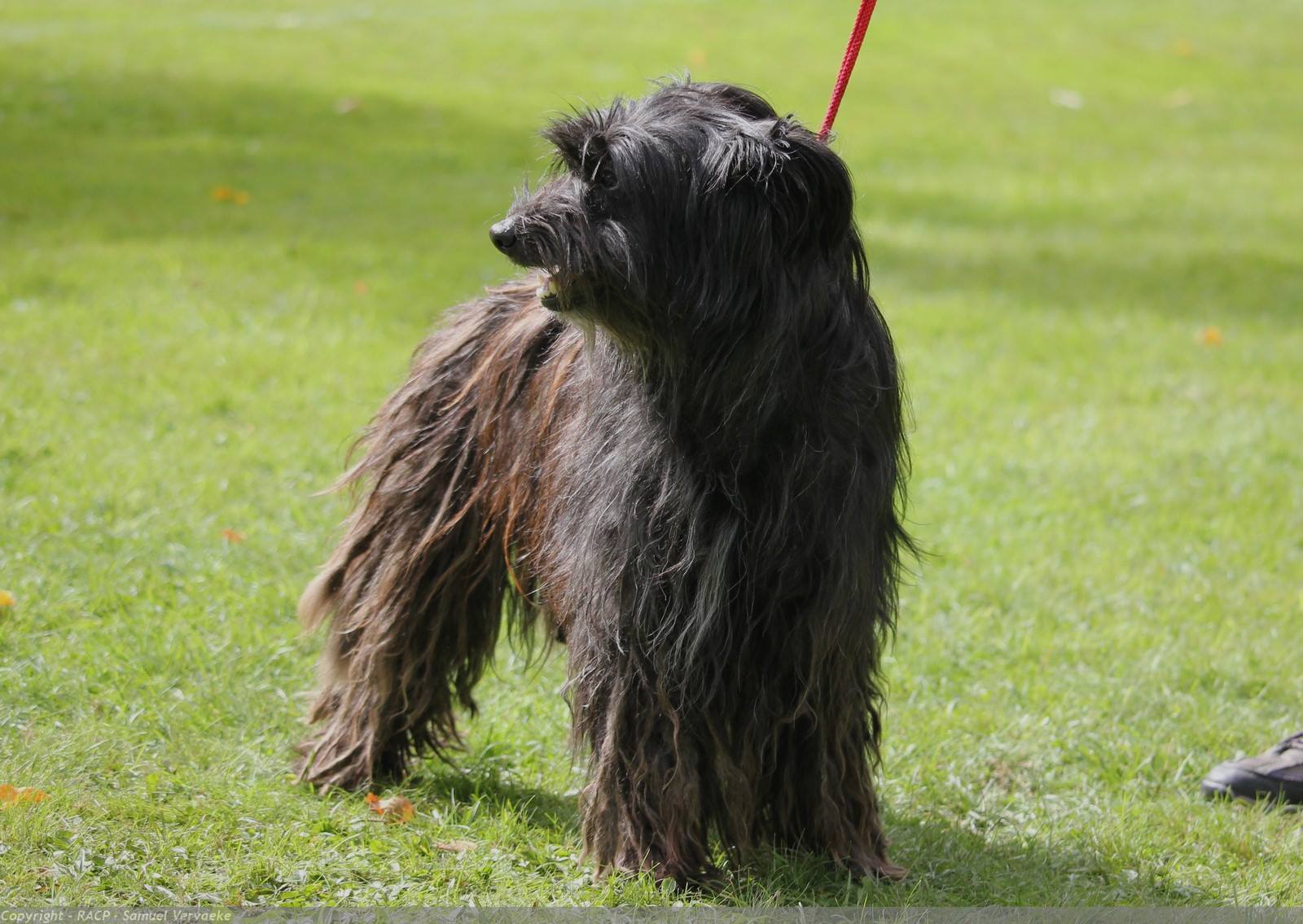 Despale Du picourlet