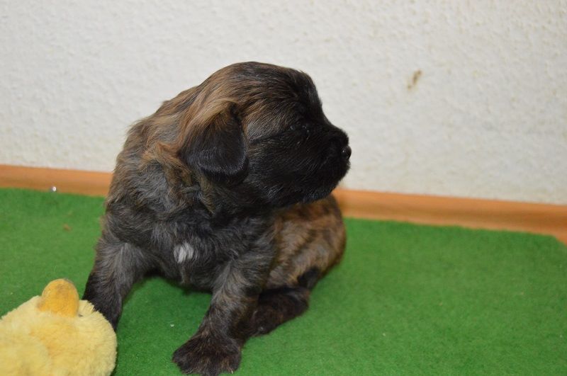 chiots Loria-Gandalf
